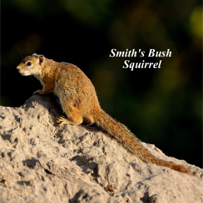 Smith's Rush Squirrel